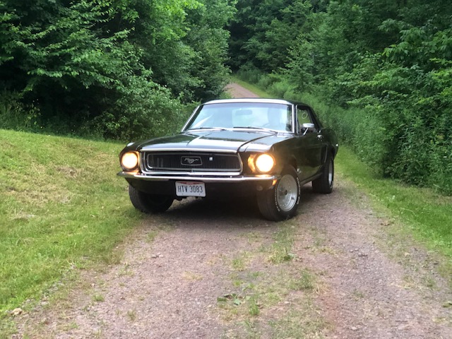 mustang_1.JPEG