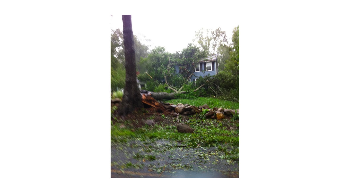 Tree.jpg
