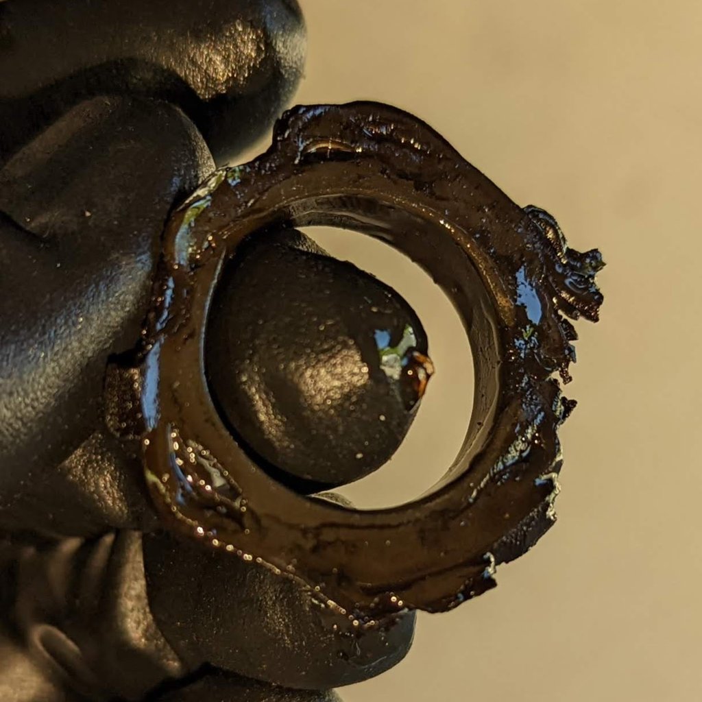 Seal Closeup 01