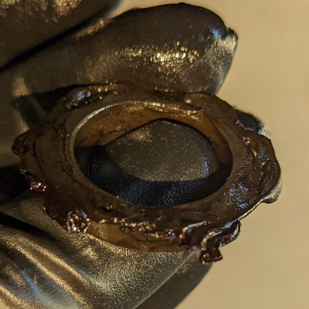 Seal Closeup 02