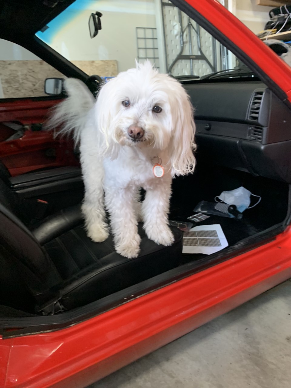 Arya in the car.jpg