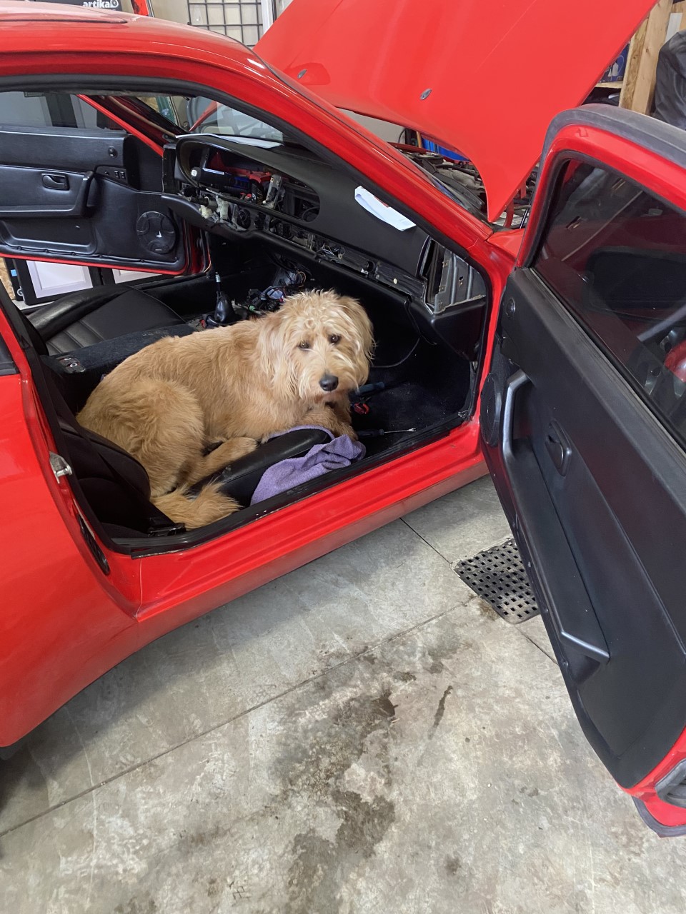 Hazel in the car.jpg