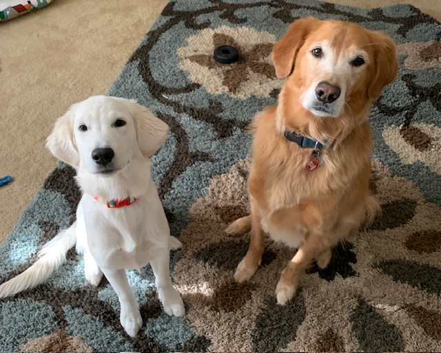 dogs.jpg